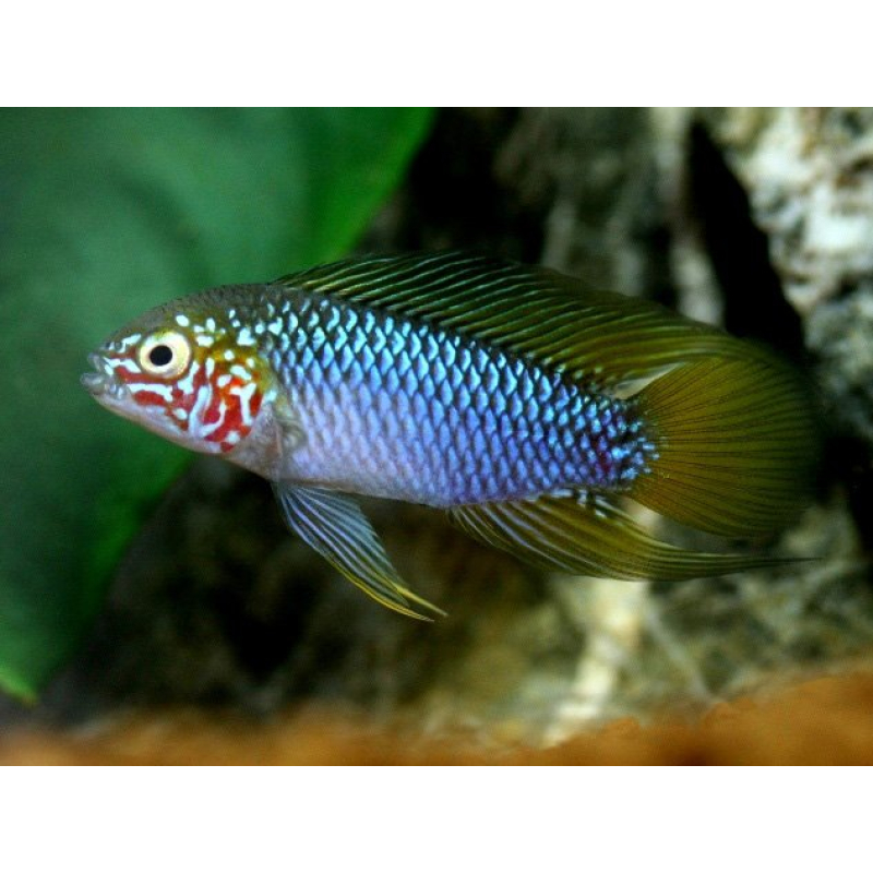 Apistogramma sp. Opal 2,5-3cm